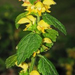 Goldnessel 430px-Goldnessel_(Lamium_galeobdolon)_1