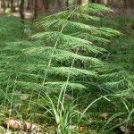 Wald-Schachtelhalm Wald-Schachtelhalm