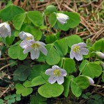 Waldsauerklee 764px-Common_wood_sorrel_(aka)