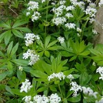 Waldmeister 800px-Waldmeistr_(Mai)