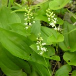 Schattenblümchen Maianthemum_bifolium1