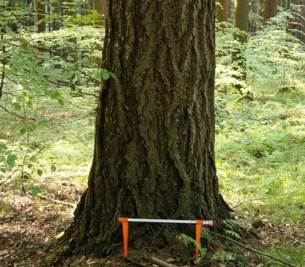 70-jährige Douglasie mit einem Brusthöhendurchmesser von 75 cm (!) - Bild: Wald-Prinz