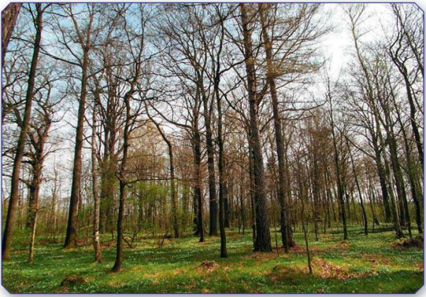 17,1 ha große Forstliegenschaft in Herrnhut/Sachsen - Bild: Auktionshaus Karhausen