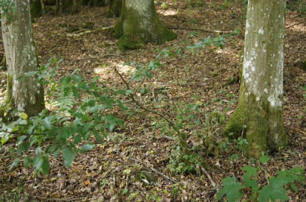 Grenzstein verschwunden? Nein, aber bestens überwachsen - Bild: Wald-Prinz