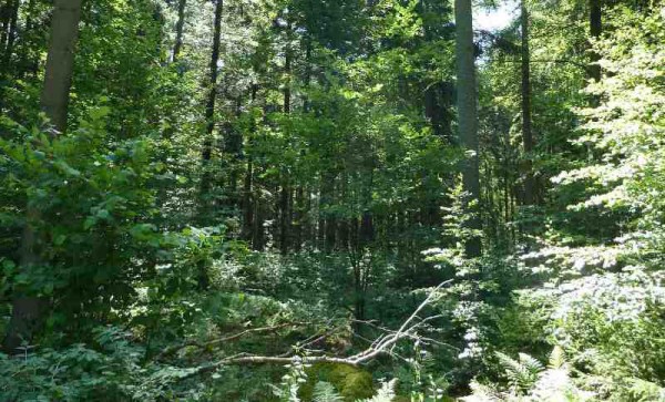 Plenterwald - Bild: Wikipedia