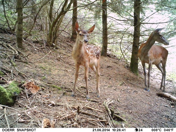 Hirschkalb und Hirschkuh von einer Dörr SnapShot Mini aufgenommen - Bild: Wald-Prinz.de