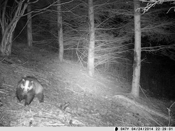 Gestochen scharfe Aufnahme eines Dachses in tiefer Nacht - Bild: Wald-Prinz.de