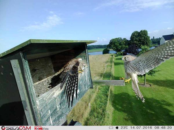 Falke SecaCam HomeVista