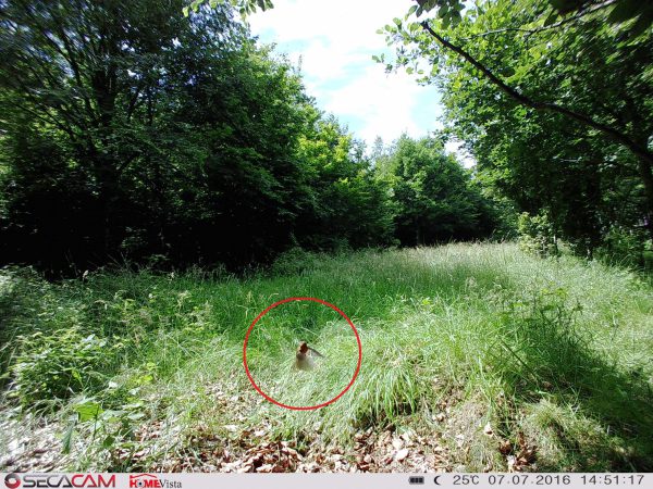 Diese Aufnahme hätten wir von einer Weitwinkel-Wildkamera auf keinen Fall erwartet. hier stimmt alles: Verschlusszeit, Auslösepräzision und Bildqualität - Bild: Wald-Prinz.de