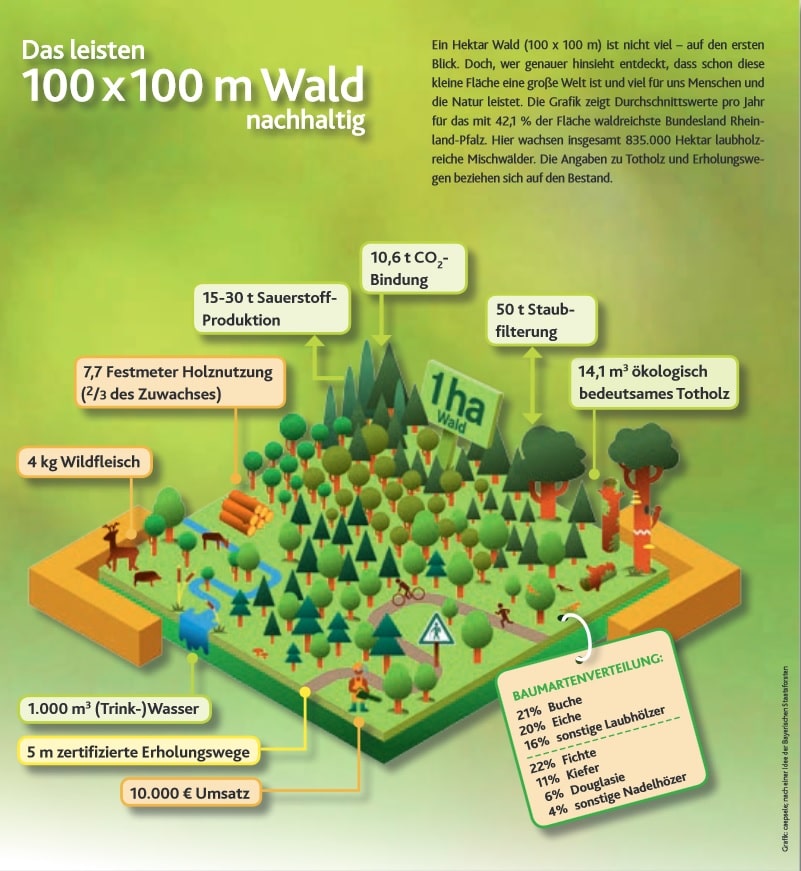 1ha Wald Holzzuwachs