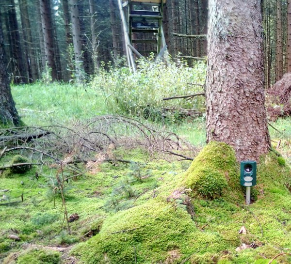 Das LIDL Ultraschallgerät hat im Wald nicht den erhofften Erfolg gebracht. Die kleine Douglasie wurde trotz hochfrequenter Töne und Blitzen zu Tode gefegt - Bild: Wald-Prinz.de